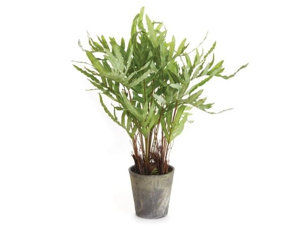 Hare’s Foot Fern Potted 36″ Accessories Napa Home and Garden